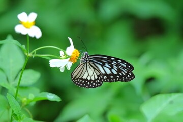 Obraz premium Close up of a Glassy Tiger butterfly (Ideopsis juventa) perched on a wildflower