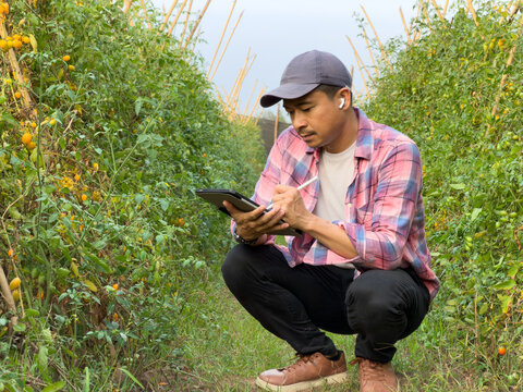 An Asian male farmer in a pink plaid shirt and cap, wearing wireless earbuds, crouching in a tomato greenhouse or field. He is using a tablet and stylus to analyze and record agricultural data for sma