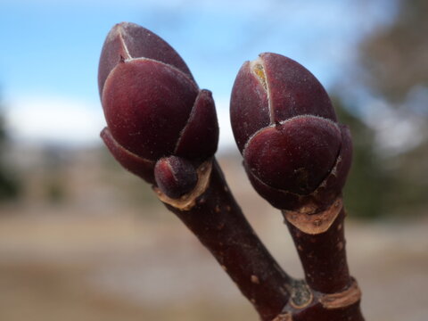 Close Up of Norway Maple (Acer platanoides) Red Dormant Buds in Late Winter, Colorado