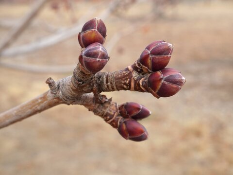 Close Up of Norway Maple (Acer platanoides) Red Winter Buds in Late February, Colorado