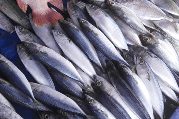 Obraz premium Many fresh mackerel fishes for sale.