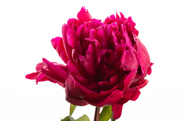 Floral spring background. Red peonie and petals on white background. Close-up. Soft focus. Nature