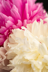 Floral spring background. Red and whiye peonies and petals. Close-up. Soft focus. Nature