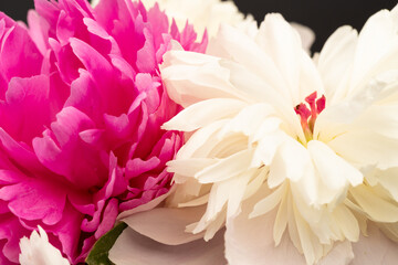 Floral spring background. Red and whiye peonies and petals. Close-up. Soft focus. Nature