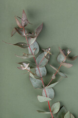 Fresh eucalyptus leaves on green background, top view. Eucalyptus branches.