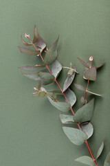 Fresh eucalyptus leaves on green background, top view. Eucalyptus branches.