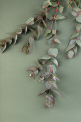 Fresh eucalyptus leaves on green background, top view. Eucalyptus branches.