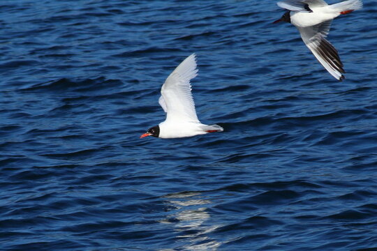 Gaviota cabaza negra.