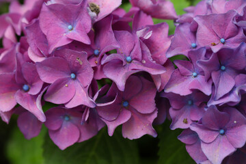 Close-up of beautiful hydrangea flowers in the garden that blooms in early summer.