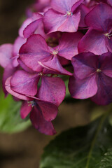 Close-up of beautiful hydrangea flowers in the garden that blooms in early summer.