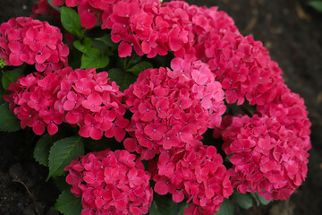 Close-up of beautiful hydrangea flowers in the garden that blooms in early summer.