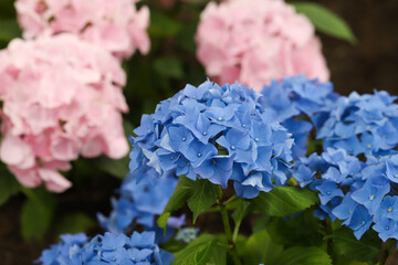 Close-up of beautiful hydrangea flowers in the garden that blooms in early summer.