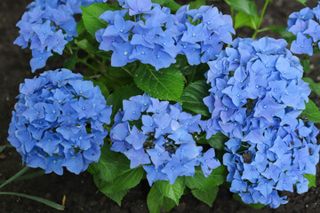 Close-up of beautiful hydrangea flowers in the garden that blooms in early summer.