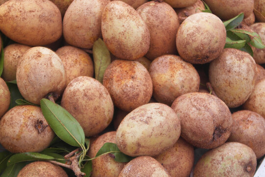 Many fresh sapota or chikoo fruits as background
