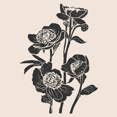 Fototapeta premium Buttercups linocut vector illustration with grunge texture. Monochrome linear woodcut illustration of Wildflowers 