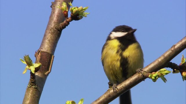 great tit sitting on twig with young buds against clear sky