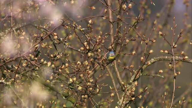 blue tit sitting on branch with fresh buds in springtime
