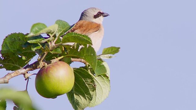 Red-backed Shrike (Lanius collurio) Male Hunting at Sunrise in Summer, Close-up 4K Video &ndash; B&ouml;tzingen, Baden-W&uuml;rttemberg, Germany, Europe