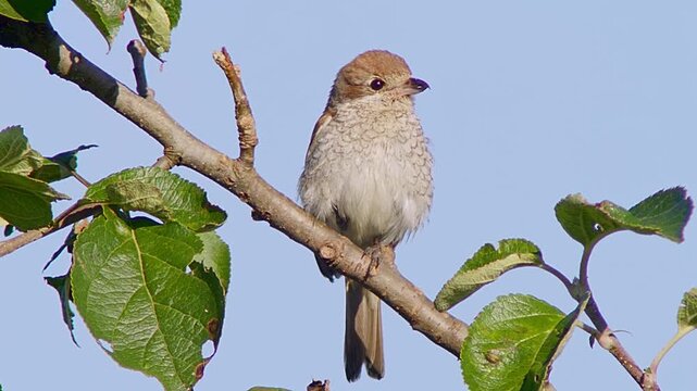 Red-backed Shrike (Lanius collurio) Male Hunting at Sunrise in Summer, Close-up 4K Video &ndash; B&ouml;tzingen, Baden-W&uuml;rttemberg, Germany, Europe