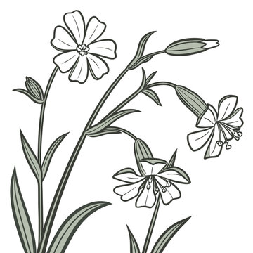 silene with leaves