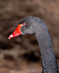 Obraz premium Close up Portrait of a Black Swan with great Red Eye and much Details. High quality photo