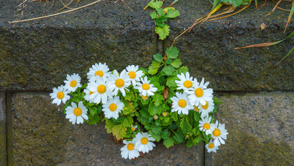 Obraz premium Muroran, Hokkaido, Japan - Oct 4 2024, close up view of the daisy flowers growing on the stone fence along the road, at daytime, Muroram, Japan