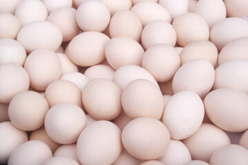Many white chicken eggs as background