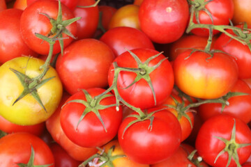 Many fresh tomatoes as background