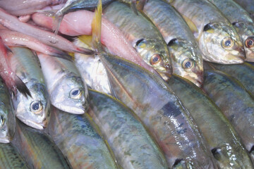 Many raw mackerel fishes close up