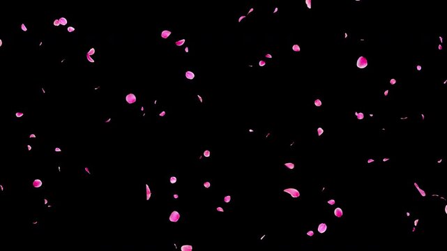 Seamless Loop Falling Pink Flower Petals Video Background with Alpha Channel, Natural Flow Ume Plum Blossom Animation Stock Video Overlay, Romantic Spring Wedding Celebration, 4K ProRes 4444