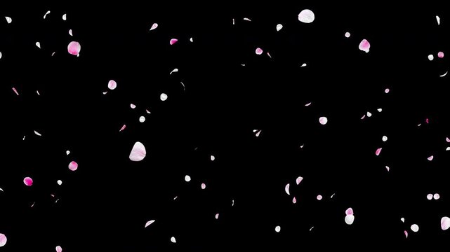 Seamless Loop Falling White and Pink Flower Petals with Alpha Channel, Realistic Ume Plum Blossom Flowing Diagonally, Spring Wedding Celebration Background, 4K ProRes 4444