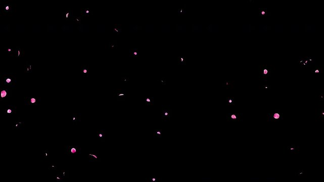 Seamless Loop Slow Falling Small Pink Flower Petals Video Background with Alpha Channel, Sparse Realistic Ume Plum Blossom Animation Stock Video Overlay, Calm Romantic Spring Wedding, 4K ProRes 4444