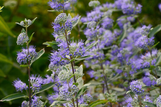 M&ouml;nchspfeffer, Vitex agnus-castus, Heilpflanze
