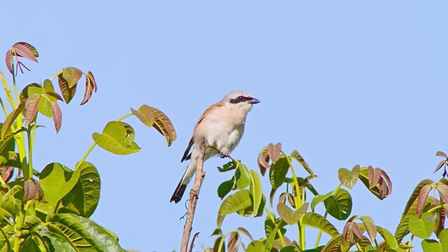 Red-backed Shrike (Lanius collurio) Male Hunting at Sunrise in Summer, Close-up 4K Video &ndash; B&ouml;tzingen, Baden-W&uuml;rttemberg, Germany, Europe