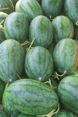 Many ripe watermelons as background
