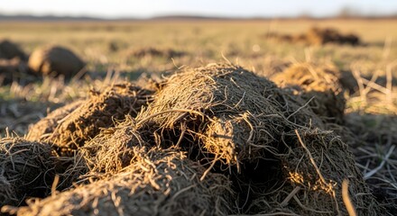 Naklejka premium Close Up of Farm Manure in Natural Grassland
