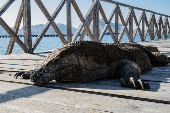 Komodo dragon, komodo island
