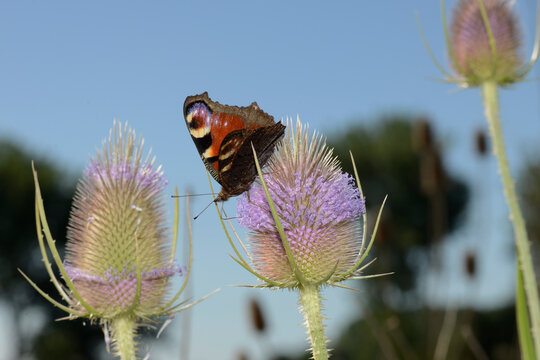 Wilde Karde, Dipsacus silvestris