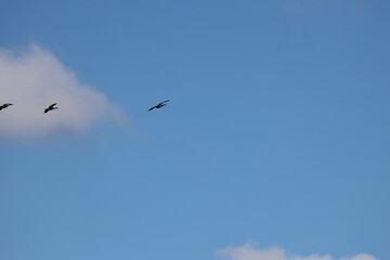 Canada geese banking (turning) and descending land in deep blue Autumn sky (seasonal)