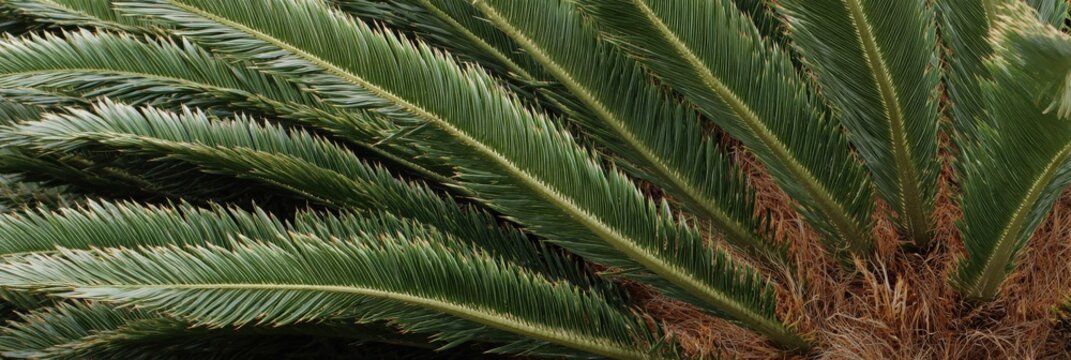 Close-up of green sago palm fronds with textured leaves