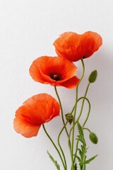 Obraz premium Vibrant red poppies against white background