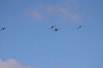 Obraz premium four Canada geese banking, flaring and braking to descend into landing under deep blue Autumn sky (seasonal) 