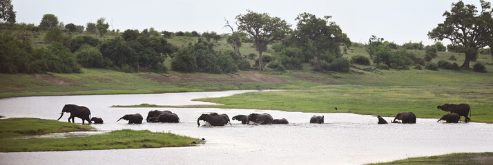 African Elephant Herd Crossing River – Panoramic Wildlife Migration Scene © PetrDolejsek