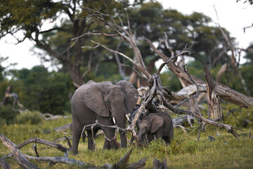 African Elephant Mother and Calf Pressing Close Together for Safety – Tender Wildlife Moment © PetrDolejsek