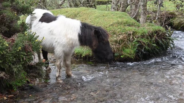 Cutest little pony dring from the flowing stream on Dartmoor