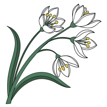 bupleurum flower with leaves