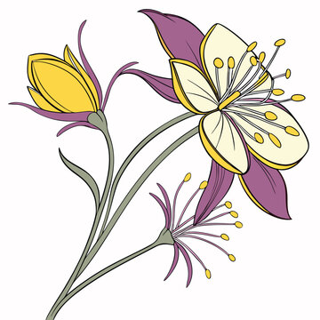 bupleurum flower colorful on white background