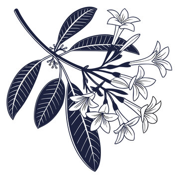 stephanotis silhouette on white background