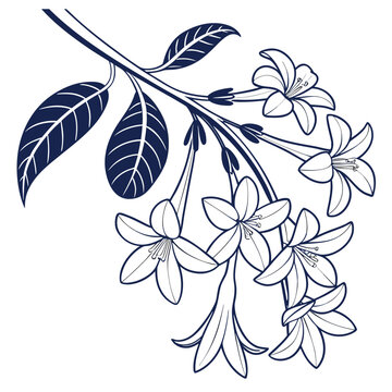 stephanotis vector