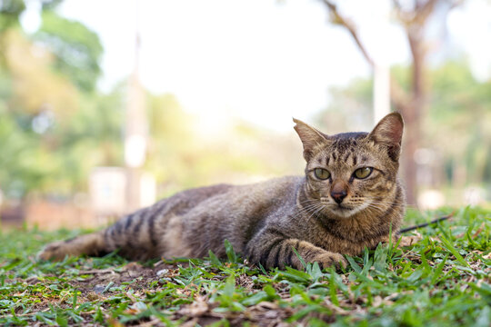 Brown tabby stray cat clipped ear internationally symbol indicating community cat that has been spay neuter animal welfare TNR programs lying on grass in Lumphini park Bangkok Thailand.